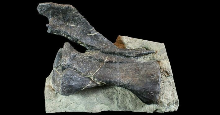 Diplodocus Vertebrae In Sandstone - Impressive Display #77937